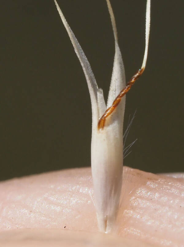 Rytidosperma penicillatum Spikelets