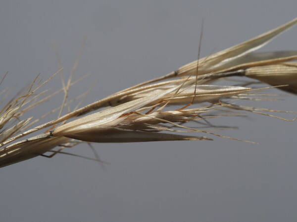 Rytidosperma penicillatum Spikelets