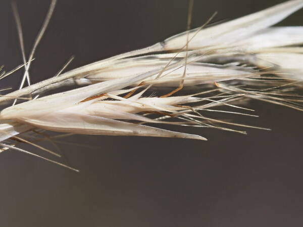 Rytidosperma penicillatum Spikelets