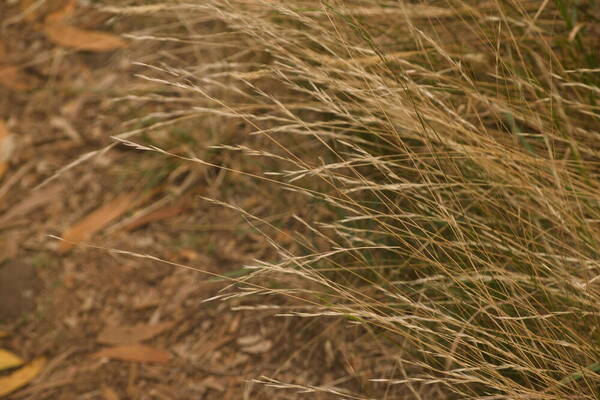 Rytidosperma penicillatum Habit