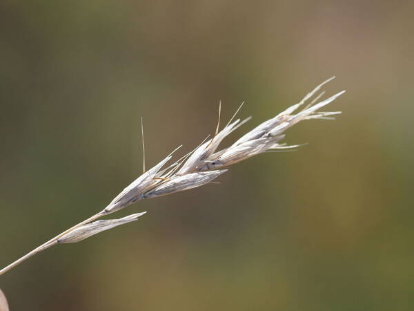 Rytidosperma penicillatum Inflorescence