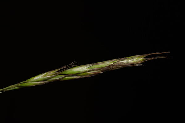 Rytidosperma penicillatum Inflorescence