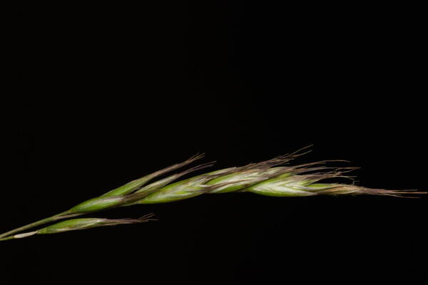 Rytidosperma penicillatum Inflorescence