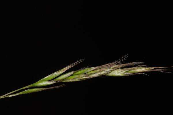 Rytidosperma penicillatum Inflorescence