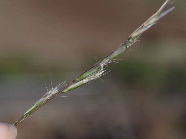 Rytidosperma penicillatum Inflorescence