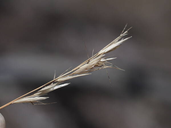 Rytidosperma penicillatum Inflorescence