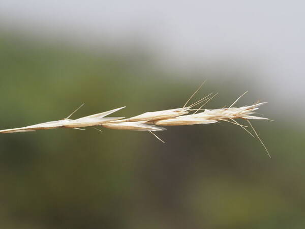 Rytidosperma penicillatum Inflorescence