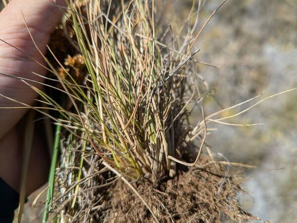 Rytidosperma penicillatum Plant