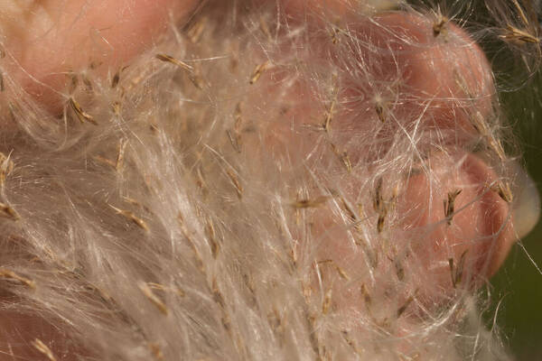 Saccharum spontaneum Spikelets