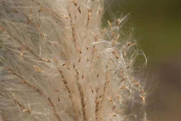 Saccharum spontaneum Spikelets