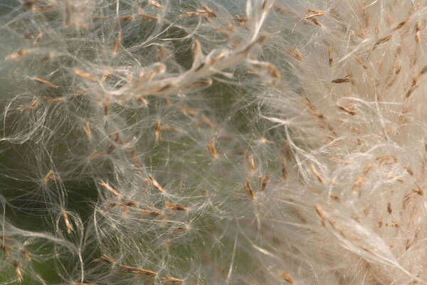 Saccharum spontaneum Spikelets