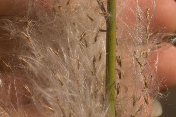 Saccharum spontaneum Spikelets