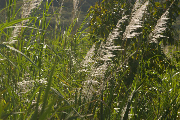 Saccharum spontaneum Inflorescence