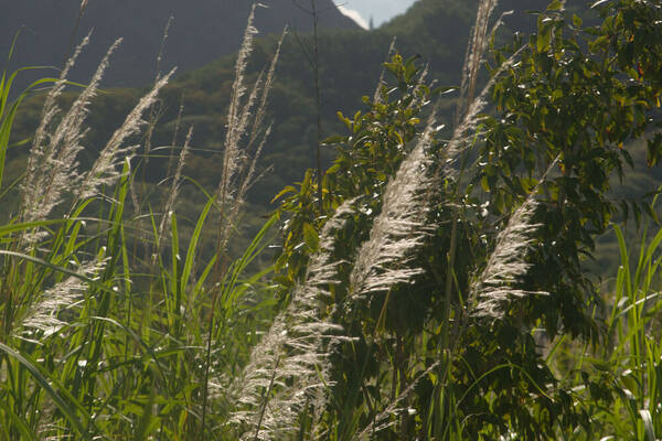 Saccharum spontaneum Inflorescence