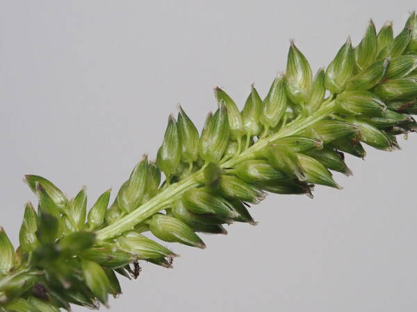 Sacciolepis indica Spikelets