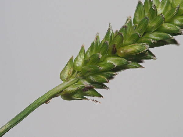 Sacciolepis indica Spikelets