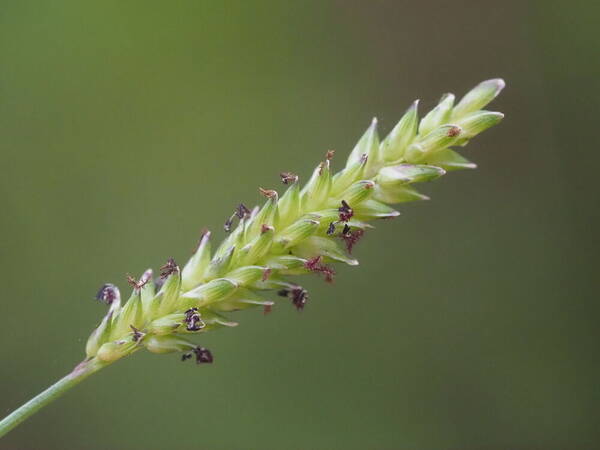 Sacciolepis indica Inflorescence