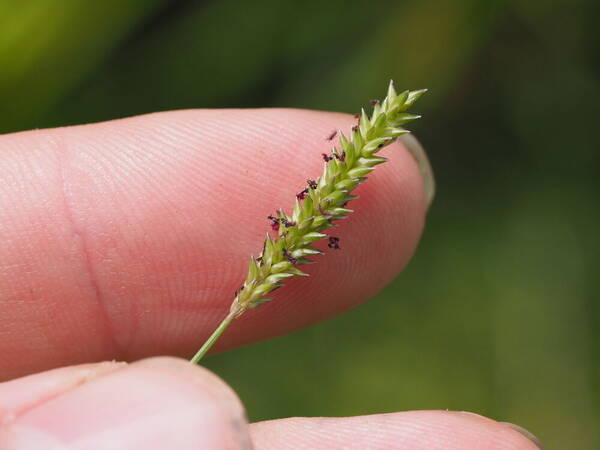 Sacciolepis indica Inflorescence