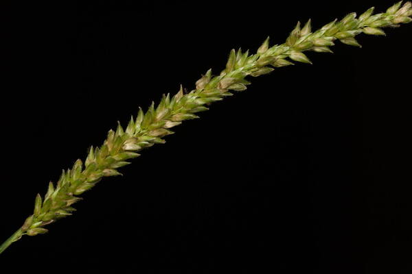 Sacciolepis indica Inflorescence