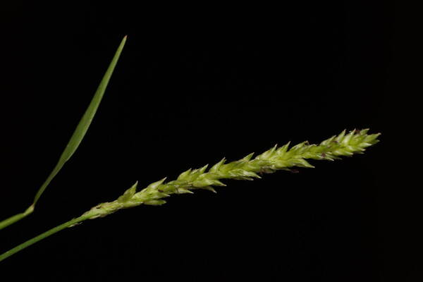 Sacciolepis indica Inflorescence