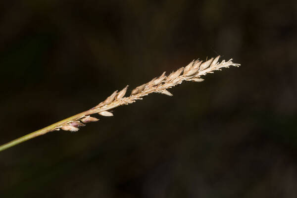 Sacciolepis indica Inflorescence