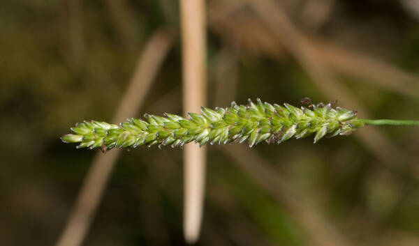 Sacciolepis indica Inflorescence