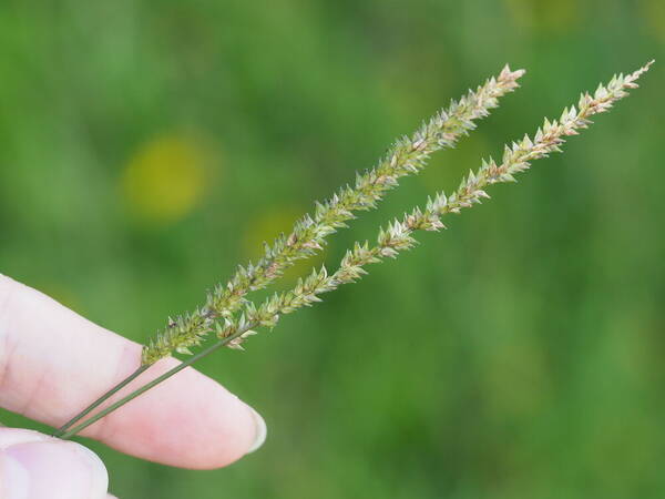 Sacciolepis indica Inflorescence