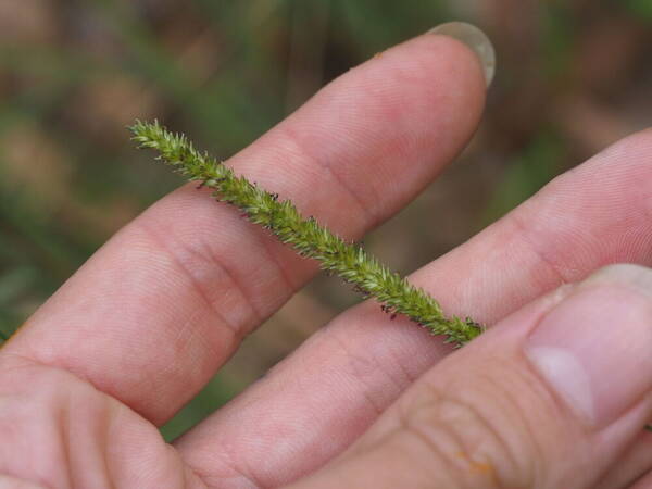 Sacciolepis indica Inflorescence