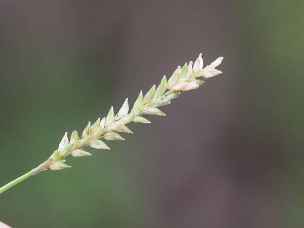 Sacciolepis indica Inflorescence