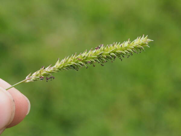 Sacciolepis indica Inflorescence