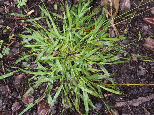 Sacciolepis indica Plant