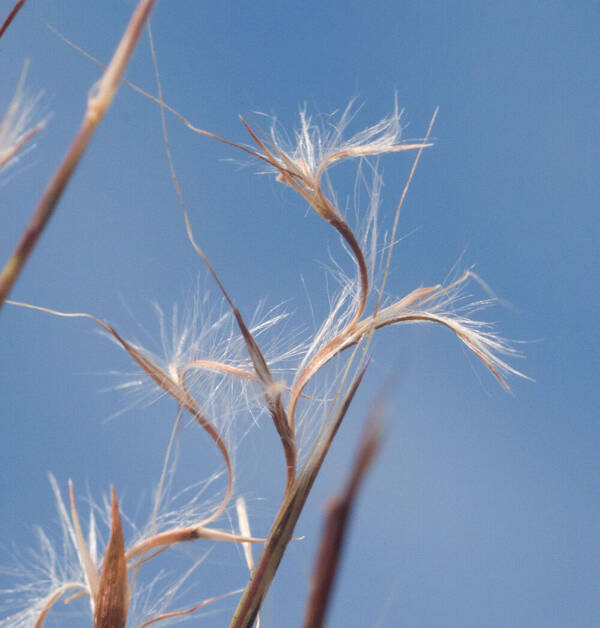 Schizachyrium microstachyum Spikelets