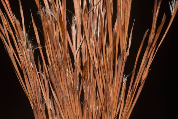 Schizachyrium microstachyum Spikelets