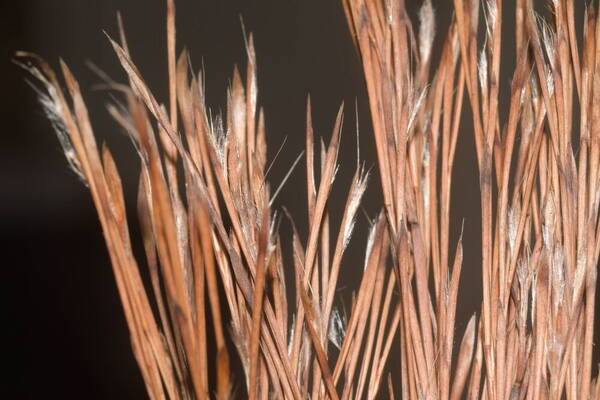 Schizachyrium microstachyum Spikelets