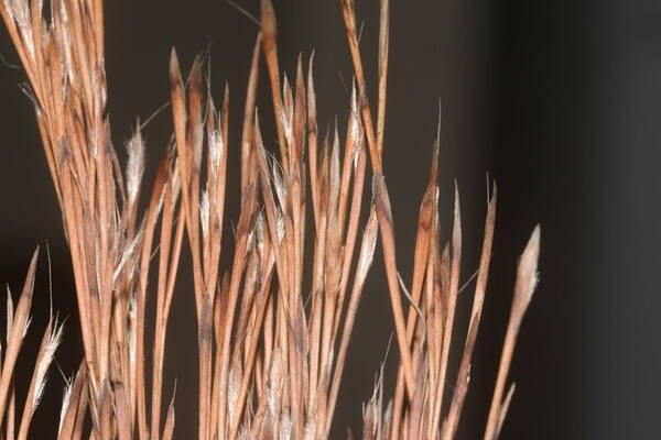 Schizachyrium microstachyum Spikelets