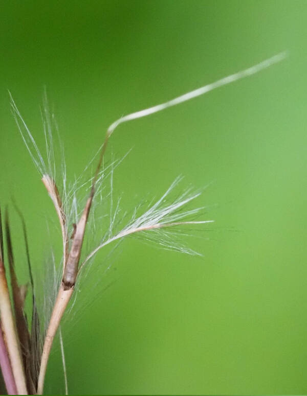 Schizachyrium microstachyum Spikelets