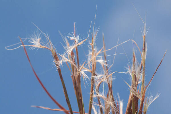 Schizachyrium microstachyum Spikelets