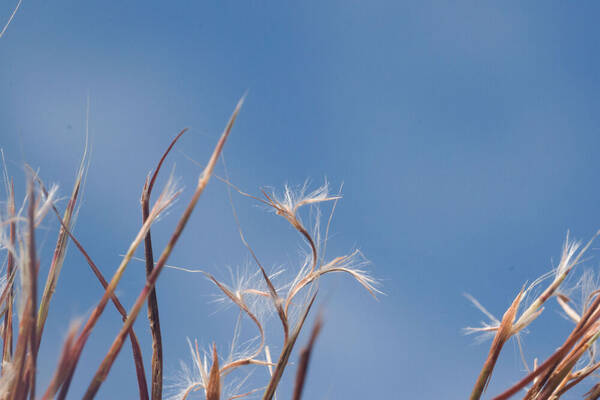 Schizachyrium microstachyum Spikelets