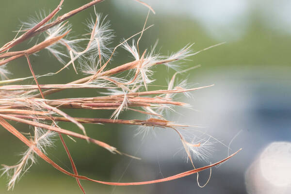 Schizachyrium microstachyum Spikelets