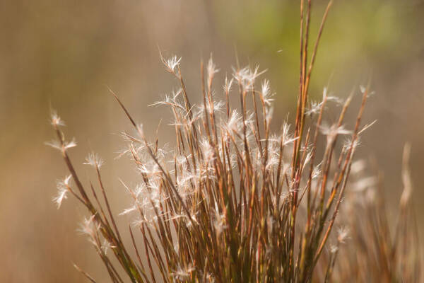 Schizachyrium microstachyum Spikelets