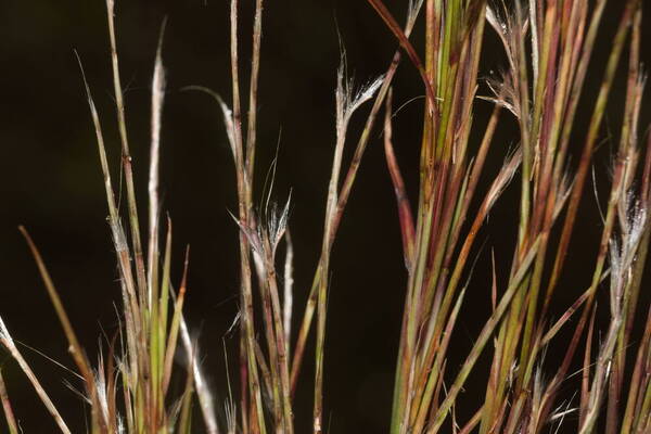 Schizachyrium microstachyum Spikelets