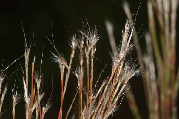 Schizachyrium microstachyum Spikelets