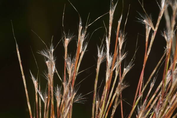 Schizachyrium microstachyum Spikelets