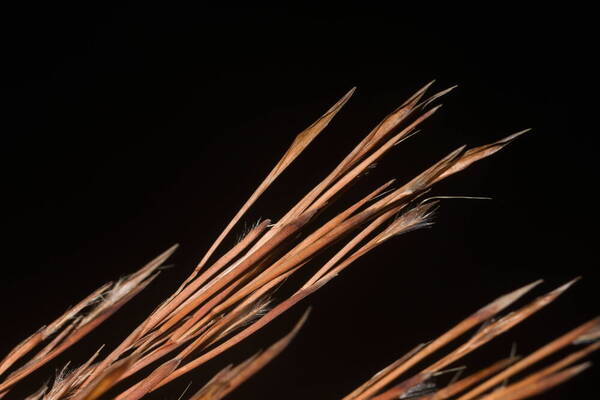 Schizachyrium microstachyum Spikelets