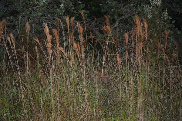 Schizachyrium microstachyum Habit