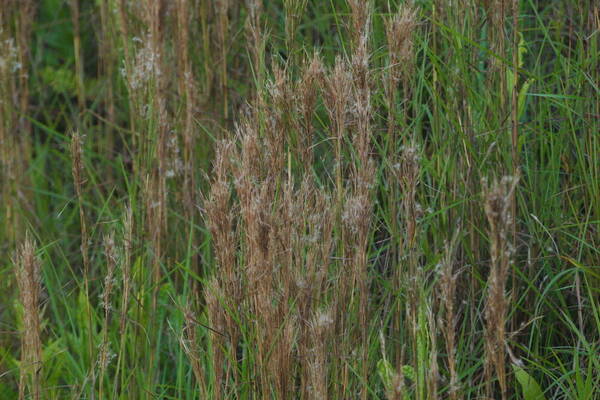 Schizachyrium microstachyum Habit