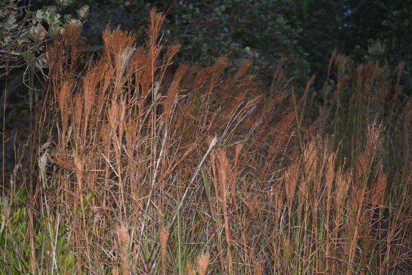 Schizachyrium microstachyum Habit