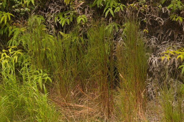 Schizachyrium microstachyum Habit