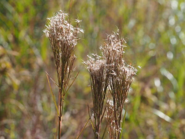 Schizachyrium microstachyum Inflorescence