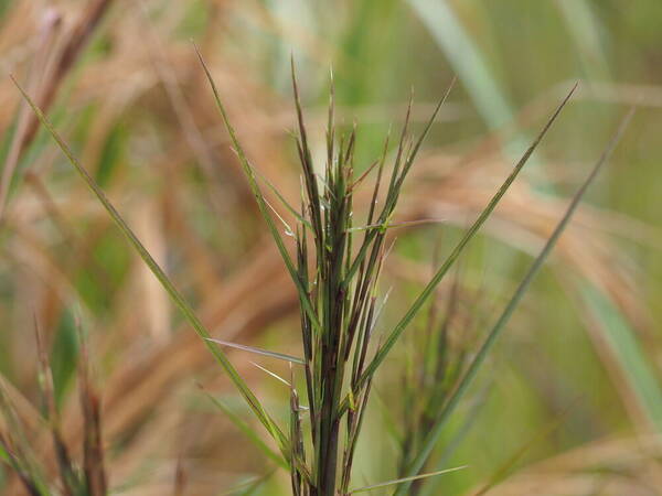 Schizachyrium microstachyum Inflorescence